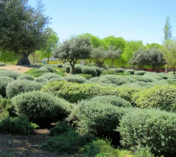 PARQUE AVDA. AGUARDENTERO II 1