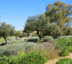 PARQUE AVDA. AGUARDENTERO II 2